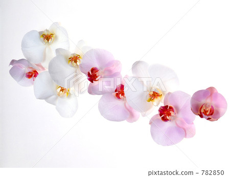 蝴蝶蘭 蘭花 花朵 782850