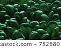 綠色組和菜地 782880