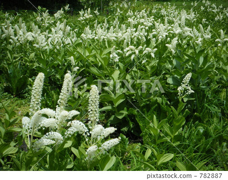 Outdoor scenery 782887