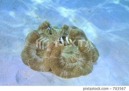 小丑魚 魚 馬里亞納群島 783567