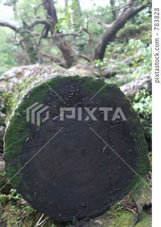 fallen tree, fallen timber, yakushima 783828