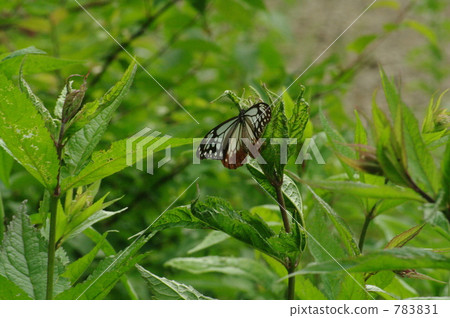 Butterfly Butterfly 783831