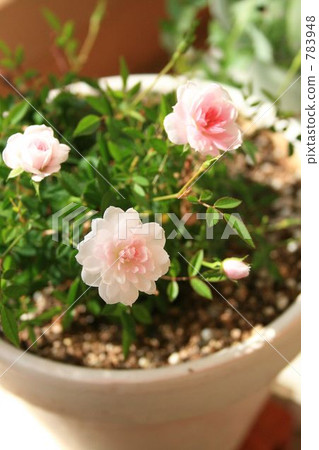 Miniature Miniature 783948