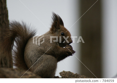 Ezoris吃 Ezoris吃 784059