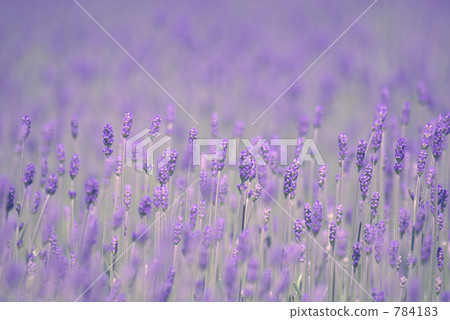 Lavender dark purple early spring 784183