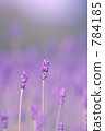 Lavender dark purple early spring 784185