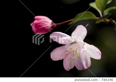 Hana Ha Tang Hana Ha Tang 784246