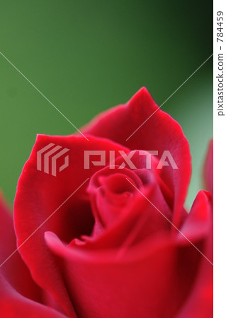 Red rose 784459