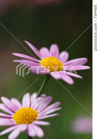 Princess Cosmos 784460