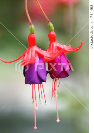 女士耳環紫紅色 女士耳環紫紅色 784462