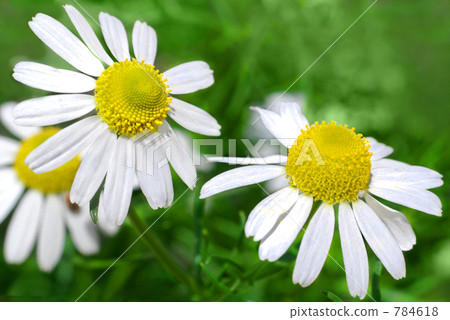 Chamomile 784618