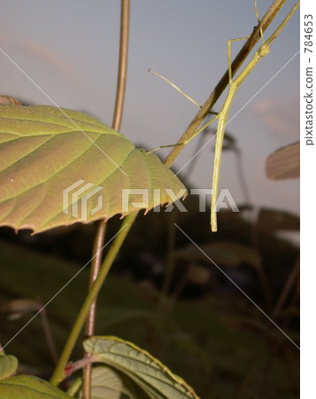 Mimicry of mushrooms 784653