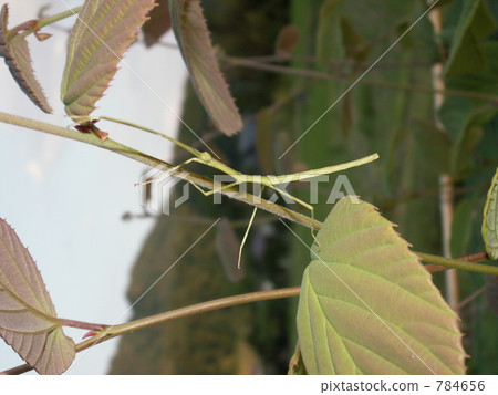 Nanahushi躲藏 Nanahushi躲藏 784656