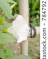 喇叭花 784792