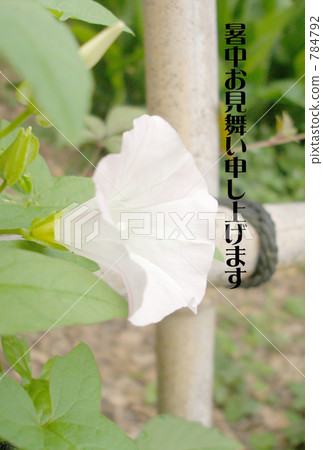 喇叭花 喇叭花 784792