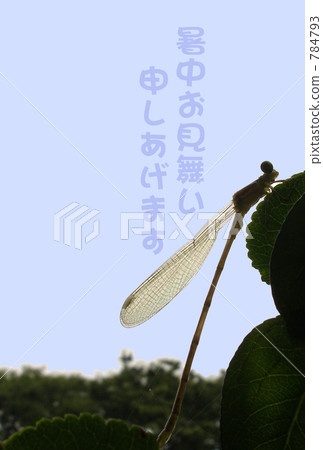 Dragonfly  784793