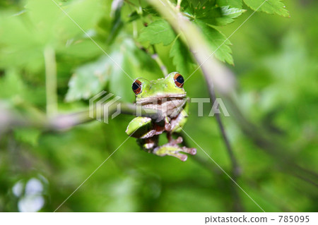 A frog grasping on a branch 785095