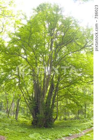 假髮 森林之神 樹木 786023