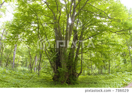 假髮 森林之神 樹木 786029