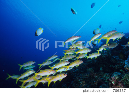 goatfishes, saltwater fish, yoron island 786387