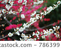 plum blossom viewing, Japanese apricot, white plum blossoms 786399