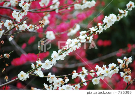 plum blossom viewing, Japanese apricot, white plum blossoms 786399