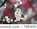 plum blossom viewing, floral arrangement, early spring 786400