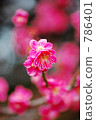 plum blossom viewing, early spring, ume 786401