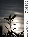 waterweed, waterfront, waterside 786402