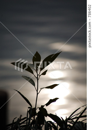 waterweed, waterfront, waterside 786402
