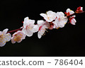 plum blossom viewing, floral arrangement, early spring 786404