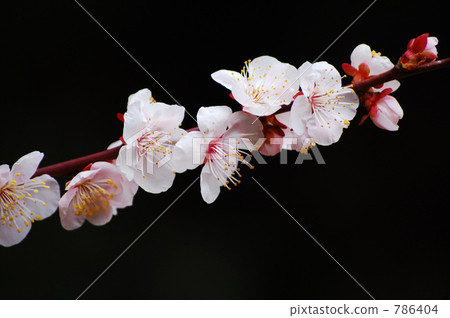plum blossom viewing, floral arrangement, early spring 786404