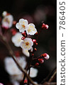 plum blossom viewing, floral arrangement, early spring 786405