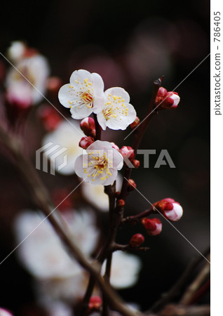 plum blossom viewing, floral arrangement, early spring 786405
