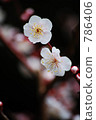 ume, bloom, blossom 786406