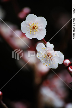 ume, bloom, blossom 786406