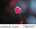 ume, bloom, blossom 786407