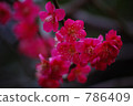ume, bloom, blossom 786409
