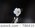 ume, bloom, blossom 786410