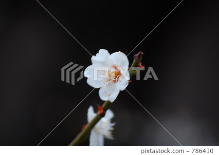 ume, bloom, blossom 786410