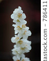 ume, bloom, blossom 786411
