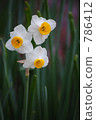 floral arrangement, daffodil, pitiful 786412