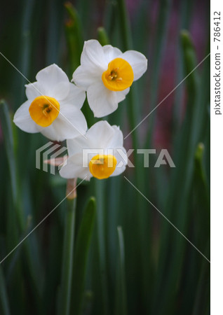 floral arrangement, daffodil, pitiful 786412