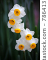 pitiful, botanic, botanical 786413
