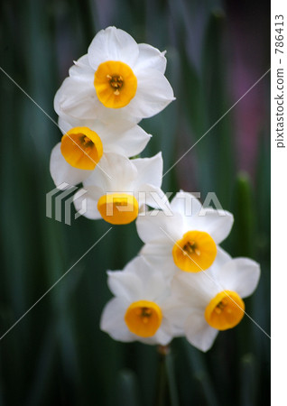 pitiful, botanic, botanical 786413