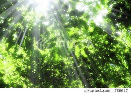 Sunbeams 786637