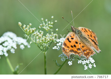 Kitatteha來到了花 Kitatteha來到了花 786717