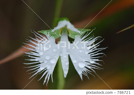 濕Sagisaw 濕Sagisaw 786721