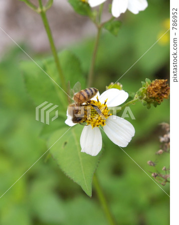 Bee and sashigusa 786952
