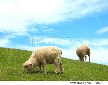 Parent and child sheep 786965